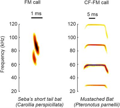 Neural Processing of Naturalistic Echolocation Signals in Bats